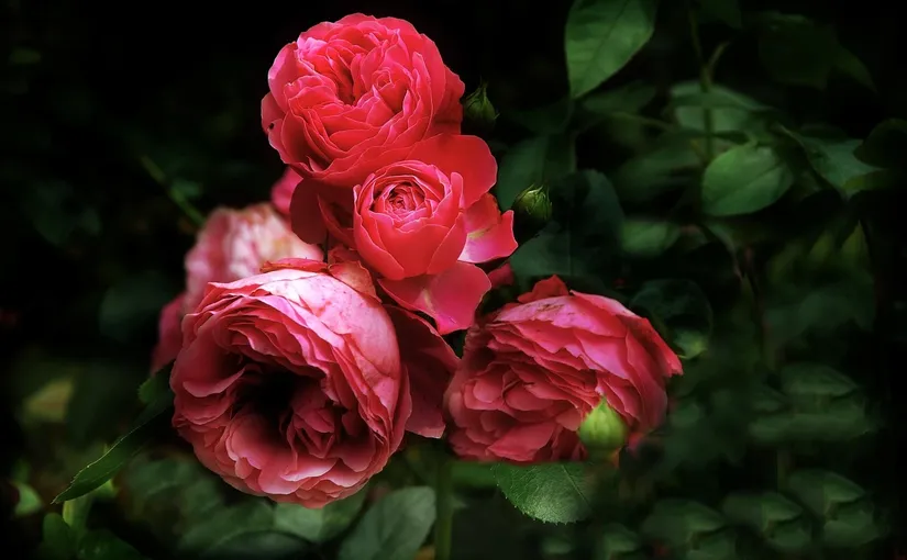 Benedizione delle rose di Santa Rita da Cascia